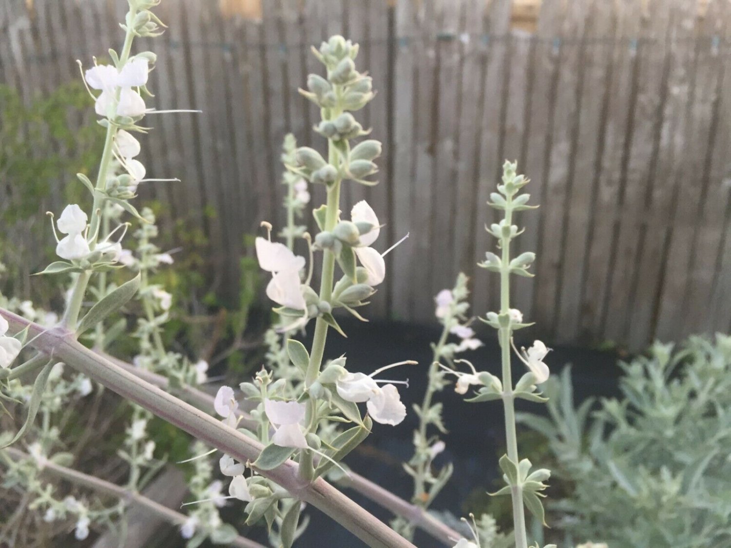 Sage Seed Pack, White Sage, Salvia Apiana, 30 seeds per pack
