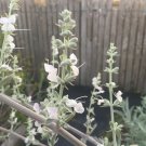 Sage Seed Pack, White Sage, Salvia Apiana, 30 seeds per pack