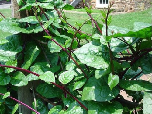 Spinach, Red Malabar, Basella Rubra, Seed Packs, 10 seeds per pack Expedited Shipping