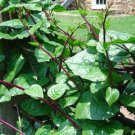 Spinach, Red Malabar, Basella Rubra, Seed Packs, 10 seeds per pack Expedited Shipping