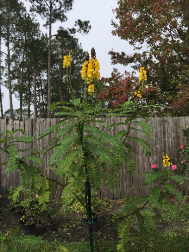 Popcorn Cassia Seed Pack, 20 seeds per pack, cassia didymobotrya flowering-plants