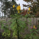 Popcorn Cassia Seed Pack, 20 seeds per pack, cassia didymobotrya flowering-plants