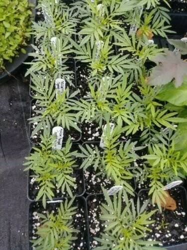 Mexican Marigold, Tagetes Minuta, 4in potted plant flowering-plants