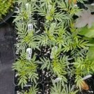 Mexican Marigold, Tagetes Minuta, 4in potted plant flowering-plants