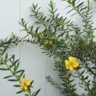Sinicuichi, Heimia Salicifolia, 4in Potted Plant flowering-plants