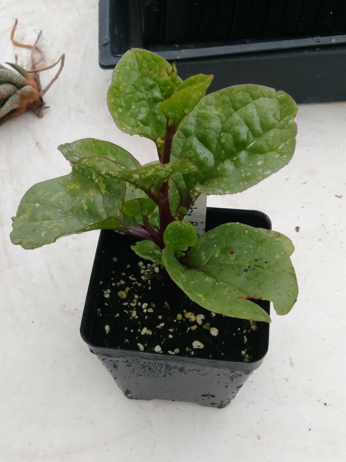 Spinach, Red Malabar 4in Plant, Basella Rubra flowering-plants