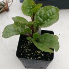 Spinach, Red Malabar 4in Plant, Basella Rubra flowering-plants