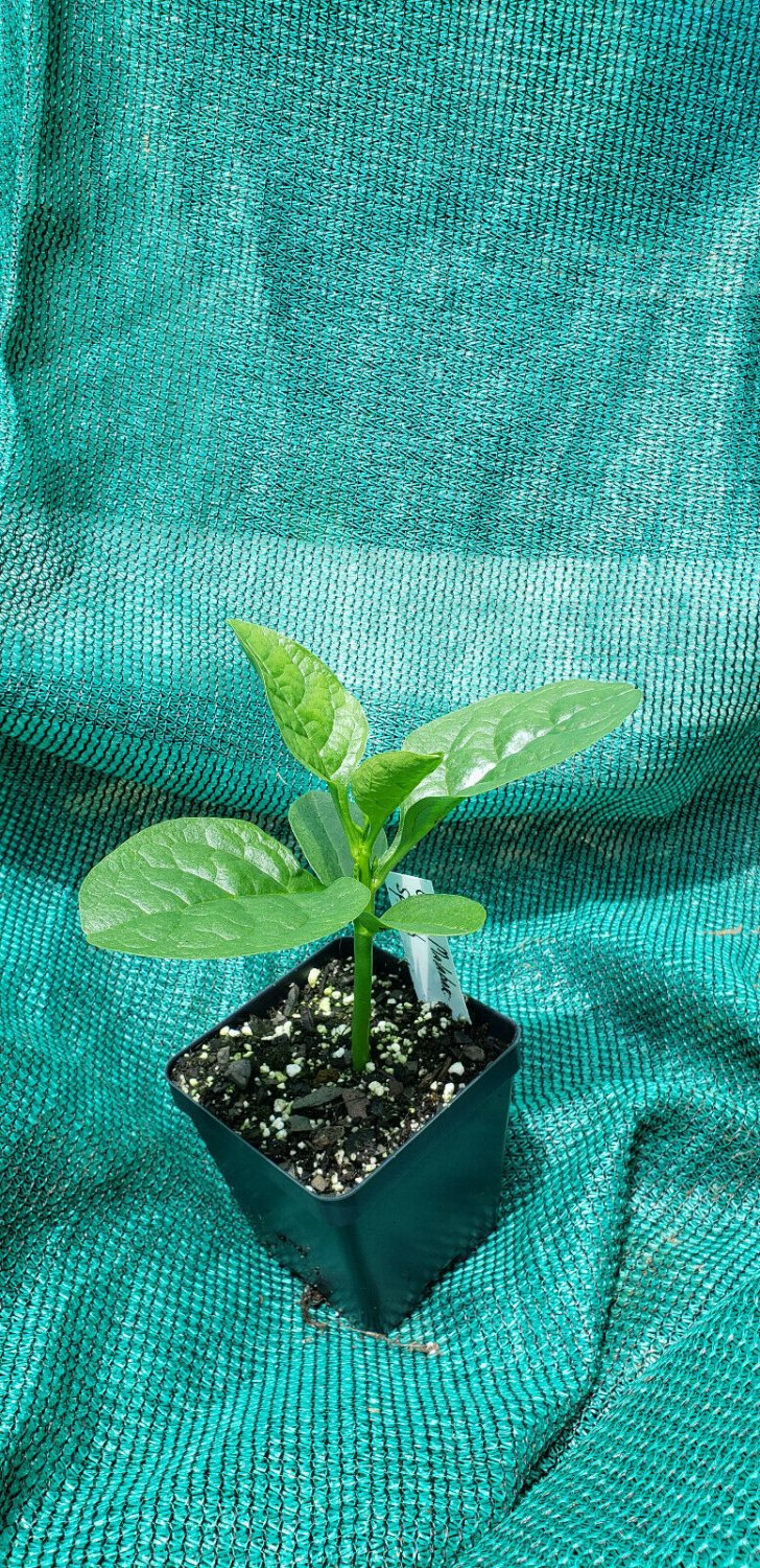 Spinach, Green Malabar 4in Plant, Basella Alba, Organic flowering-plants