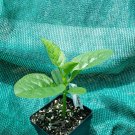 Spinach, Green Malabar 4in Plant, Basella Alba, Organic flowering-plants