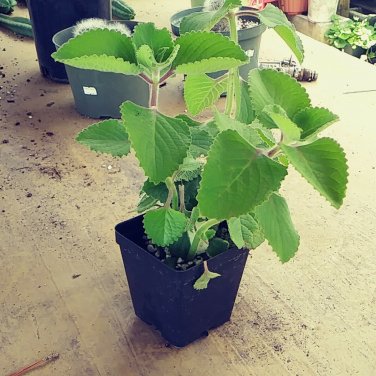 everest plant Senecio ficoides 'Mount Everest' (1 qt)