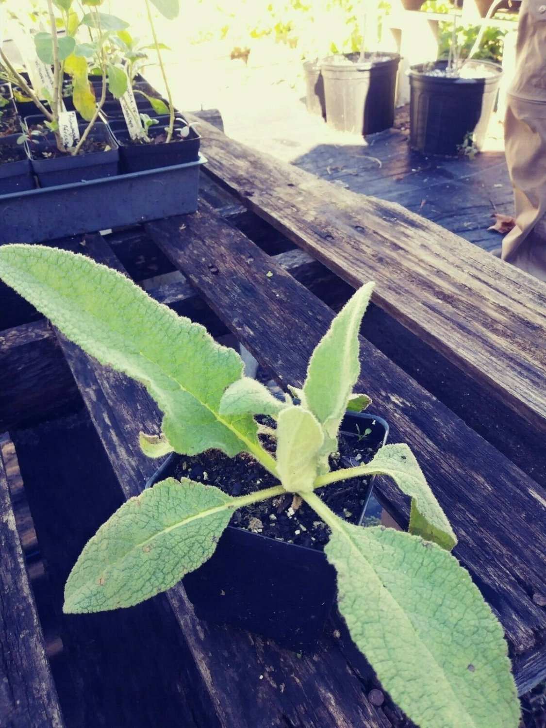 Mullein, Verbascum thapsus, Scrophulariaceae, 4in potted plant flowering-plants