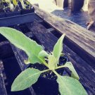 Mullein, Verbascum thapsus, Scrophulariaceae, 4in potted plant flowering-plants