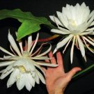 Cactus,  Selenicereus grandiflorus - Night Blooming Cereus, 4in potted plant
