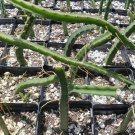 Queen of the Night Cactus, Selenicereus, 4"" Potted Plant flowering-plants