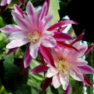 Ephiphyllum, ‘Climax’ - Ephiphyllum hybrid - 4in Potted Plant