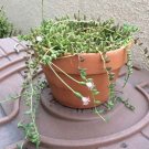 String of Bananas, 3"" potted plant, Succulent flowering-plants