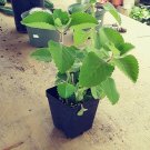 Cuban Oregano Combo Pack, Three Unique 4"" Potted Plants flowering-plants