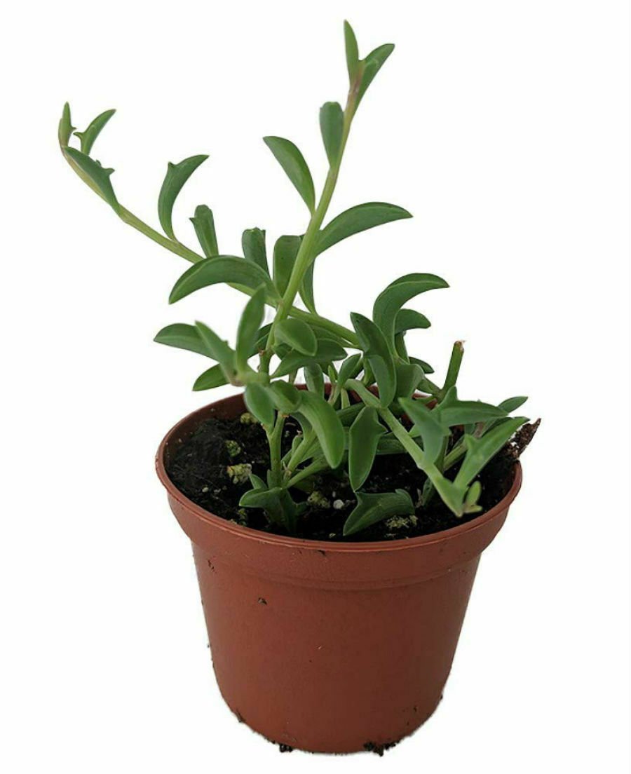 String of Dolphin, 3"" potted plant, Succulent flowering-plants