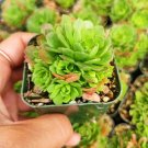 Rosularia Platyphylla Rare Succulent Plant In 2 Inch Pot