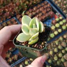 Crassula swaziensis Variegata 'Money Maker' in 2 Inch Pot