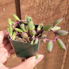 Othonna Capensis 'Ruby Necklace'