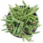 Othonna Capensis 'Ruby Necklace'