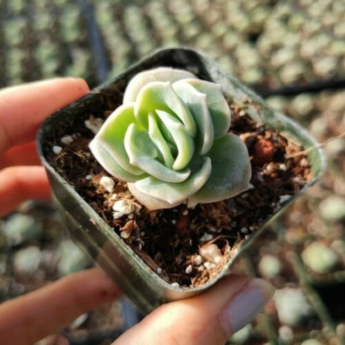 Graptoveria 'Lovely Rose' Succulent Plant