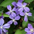 Arabella Clematis - Everblooming Hybrid - 2.5" Pot