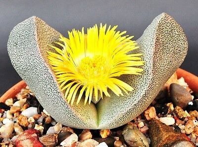 RARE PLEIOSPILOS BOLUSII succulent mesembs rock living stones rock seed 20 SEEDS