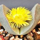 RARE PLEIOSPILOS BOLUSII succulent mesembs rock living stones rock seed 20 SEEDS