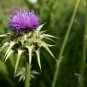 Milk Thistle Seed Pack, Silybum marianum, 25 seeds Per Pack
