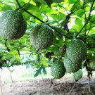 Chinese Cucumber, Trichosanthes kirilowii, 15 Seeds Per Pack