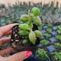 String of Watermelons Senecio herreanus Succulent Plant