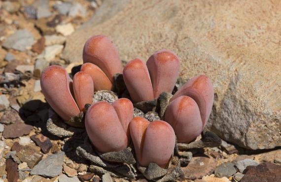 RARE TANQUANA PRISMATICA rock mesembs exotic succulent cactus aloe seed 15 SEEDS