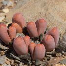 RARE TANQUANA PRISMATICA rock mesembs exotic succulent cactus aloe seed 15 SEEDS