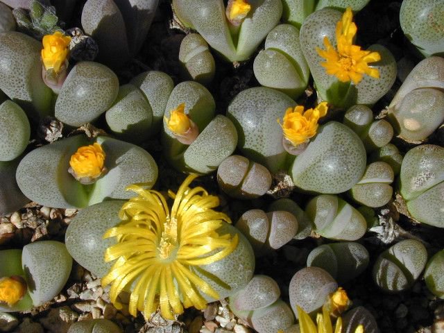 RARE TANQUANA HILMARI  rock mesembs exotic succulent cactus aloe seed 15 SEEDS
