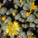 RARE TANQUANA HILMARI  rock mesembs exotic succulent cactus aloe seed 15 SEEDS