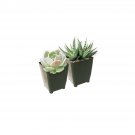 PET-FRIENDLY SUCCULENT PACK (2 Succulents)
