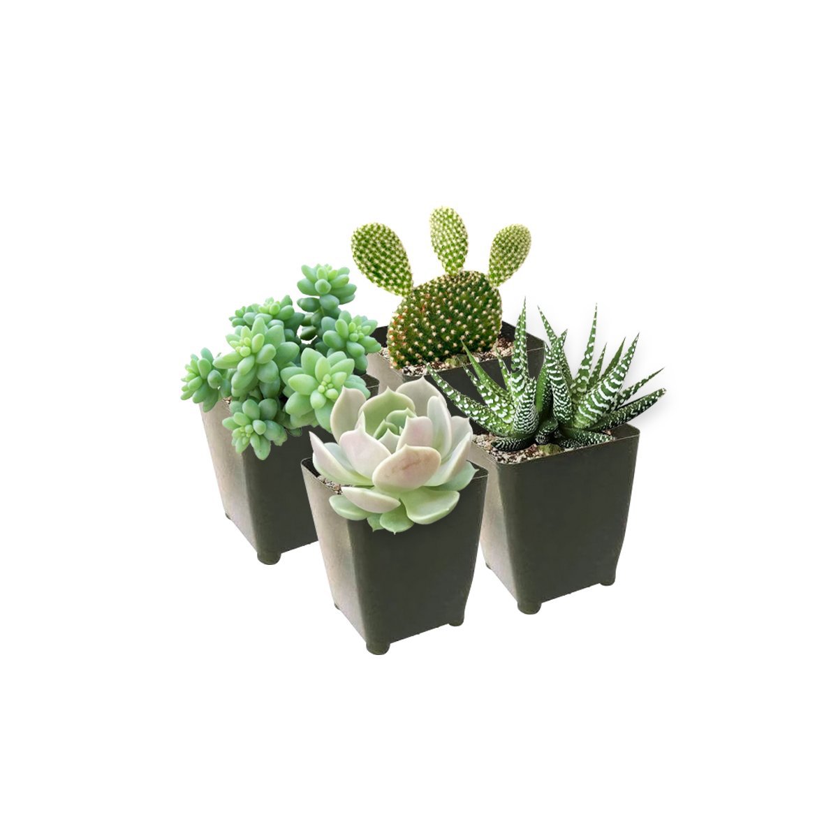 PET-FRIENDLY SUCCULENT PACK (4 Succulents)