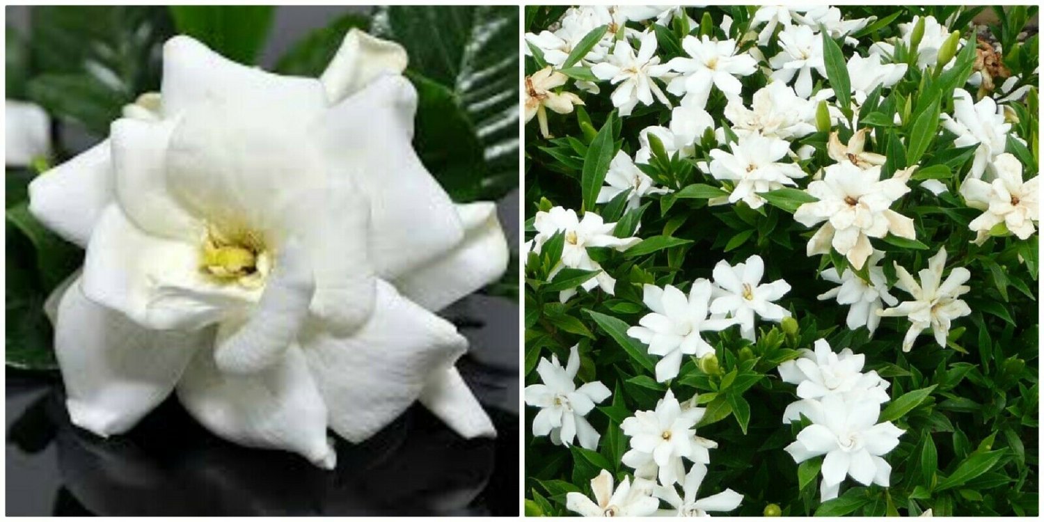 BasqueStore | Frost Proof Gardenia Live Plant - Great Fragrance - Evergreen 5 to 7"" tall
