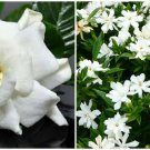 BasqueStore | Frost Proof Gardenia Live Plant - Great Fragrance - Evergreen 5 to 7"" tall