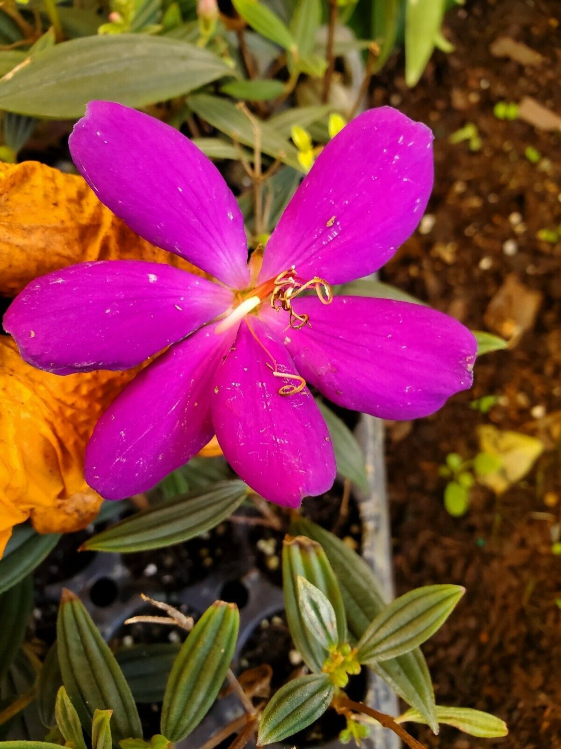 BasqueStore | ECUADOR PRINCESS Tibouchina Bush Live Tropical Plant Purple Flower 3 to 5"" tall