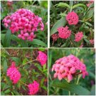 BasqueStore | Panama Rose Live Plant~Rondeletia leucophylla~Bush Penta 7 to 10 inches tall