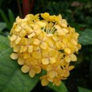 BasqueStore | IXORA YELLOW MAUI SUNSET LIVE PLANT 3 TO 5 INCHES TALL