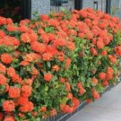 BasqueStore | IXORA MAUI RED LIVE PLANT 3 TO 5 INCHES TALL