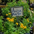 BasqueStore | Tagetes lucida~Mexican Tarragon~Anise~Live Plant 4 inch pot