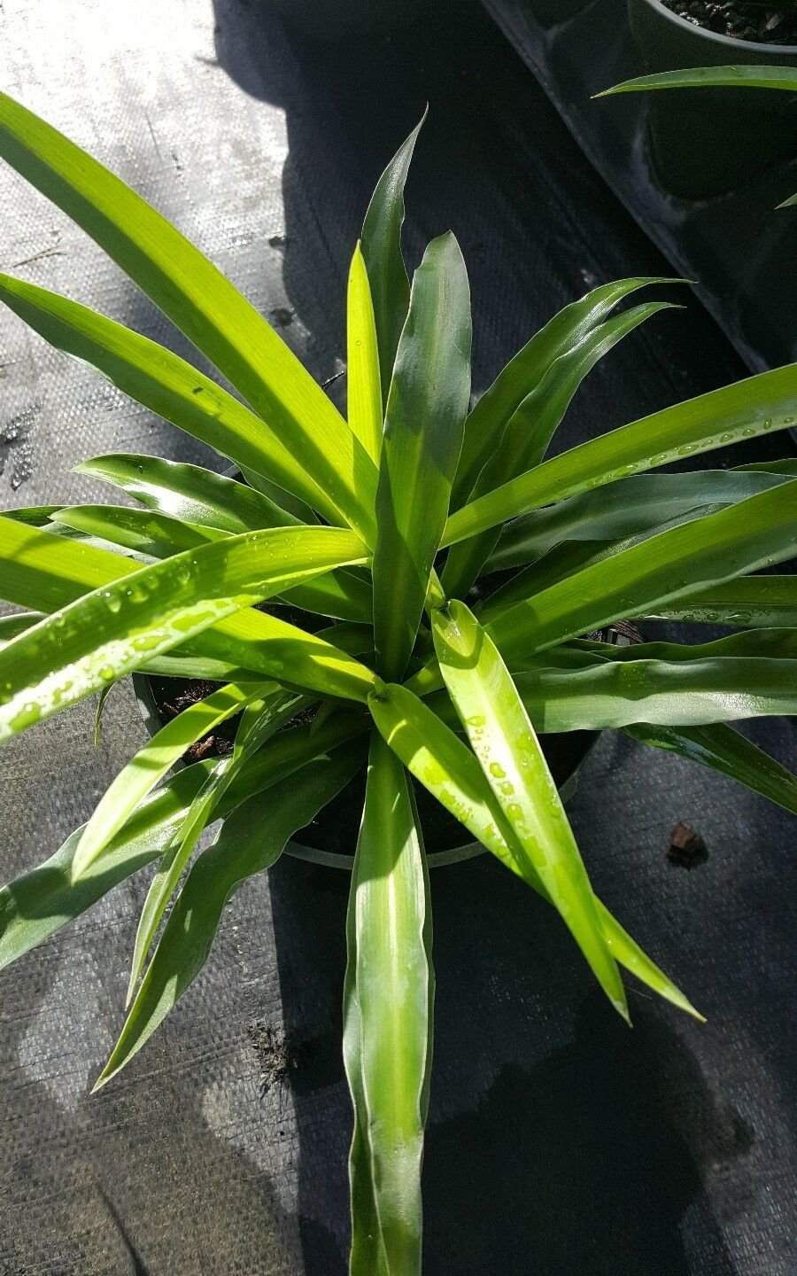 BasqueStore | GREEN SPIDER PLANTS WELL ROOTED Airplane Plant - Air Cleaner - Chlorophytum