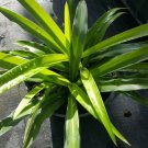 BasqueStore | GREEN SPIDER PLANTS WELL ROOTED Airplane Plant - Air Cleaner - Chlorophytum