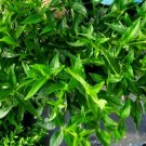 BasqueStore | Justicia Pectoralis Live Plant~Planta de Tilo ~Linden Tea Plant~5 to 7 inches