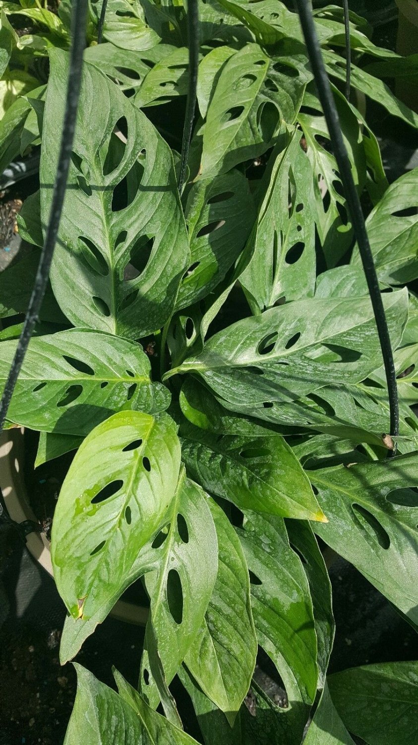 BasqueStore | MONSTERA~ SWISS CHEESE PLANT~1 PLANT 2 to 3 leaves per 4"" POT